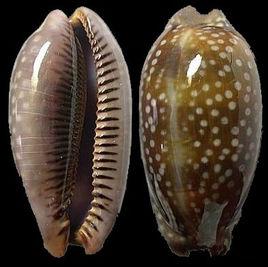 小鹿斑寶螺 小鹿斑寶螺