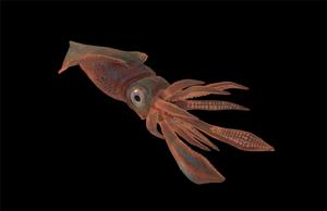 史前烏賊 史前烏賊