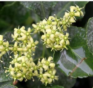 深裂衛矛組 深裂衛矛組