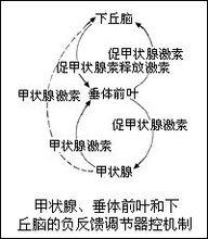 甲狀腺激素的調節