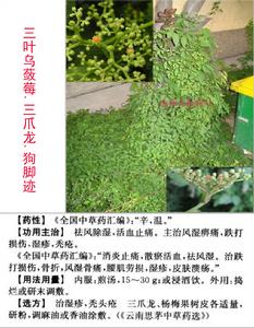 三葉烏蘞莓 三葉烏蘞莓