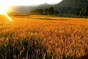 田宋營村 田宋營村