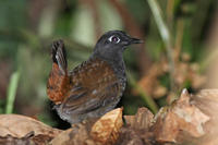 黑頭蟻鶇 黑頭蟻鶇