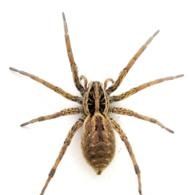 鸚阿卷葉蛛 鸚阿卷葉蛛