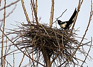 鳥兒在樹上構築巢穴