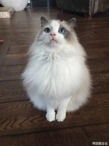 貓咪有趣小常識 貓咪有趣小常識