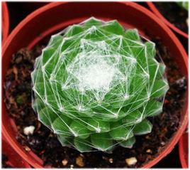 蛛絲卷絹 蛛絲卷絹