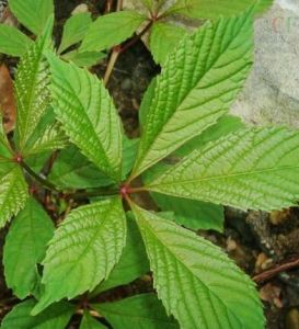 毛脈地錦 毛脈地錦