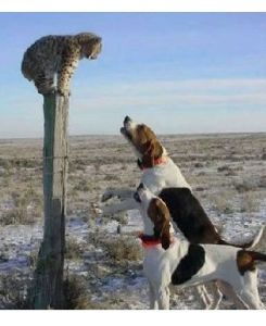 虎落平陽被犬欺 虎落平陽被犬欺