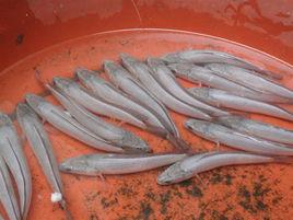 白甲烏鱧 白甲烏鱧