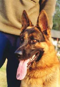 犬是最早被人類馴化的動物 犬的人類史