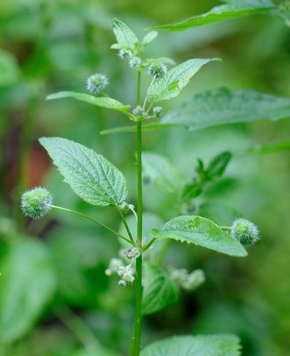 雌花和雄花生於同一葉腋處