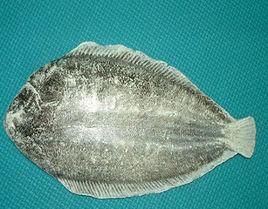 大鱗鮃 大鱗鮃