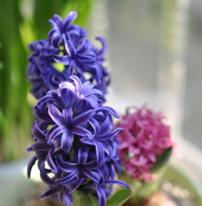 Hyacinth (plant) Hyacinth (plant)