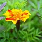 狹苞香青野菊 狹苞香青野菊