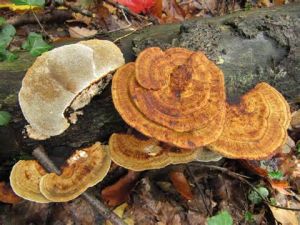 粗糙擬迷孔菌 粗糙擬迷孔菌