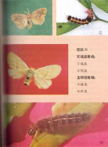 龍眼明毒蛾 龍眼明毒蛾