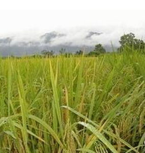 明月香稻 明月香稻