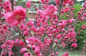 碧桃[植物名稱]