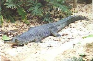 印度鱷魚 印度鱷魚