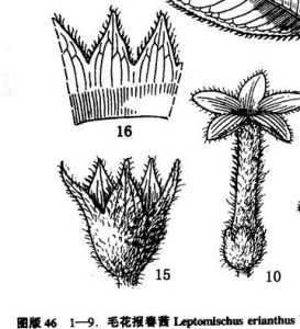 心葉報春茜 心葉報春茜