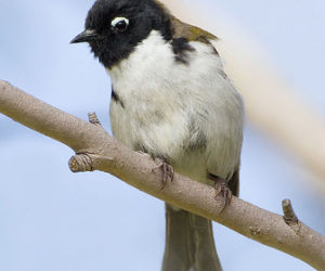 黑頭攝蜜鳥 黑頭攝蜜鳥