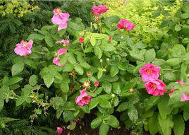 紅薔薇[薔薇科薔薇屬植物]