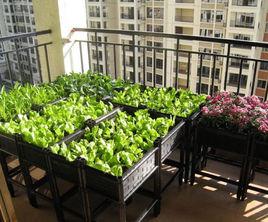陽台種菜