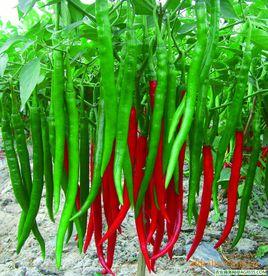 湘辣6號 湘辣6號