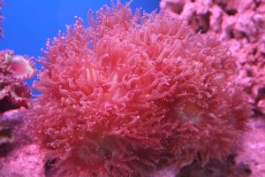 紅寶石花珊瑚