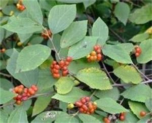 扁擔桿屬 扁擔桿屬