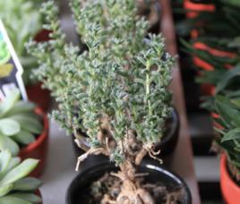 姬紅小松 姬紅小松