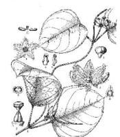 紫葉娃兒藤 紫葉娃兒藤