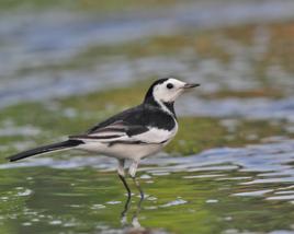 黑背白鶺鴒 黑背白鶺鴒