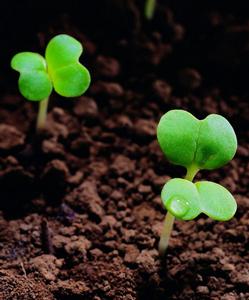 《自然細胞生物學》