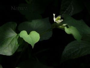 藥用植物蕺菜白絹病 藥用植物蕺菜白絹病