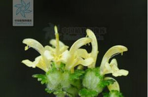 東川淺黃馬先蒿 東川淺黃馬先蒿