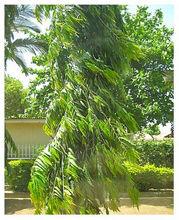 非洲魔樹 會發光的樹