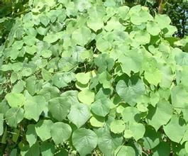 臨滄地不容 臨滄地不容