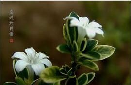 六月雪花 六月雪花