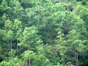 三台村自然村生態林