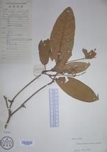 厚葉巴豆 厚葉巴豆