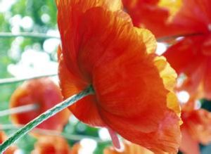 大紅罌粟 大紅罌粟