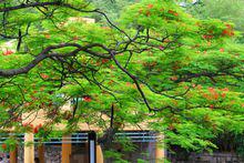 鳳凰木[豆科植物]