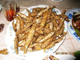 截口土蝸 截口土蝸