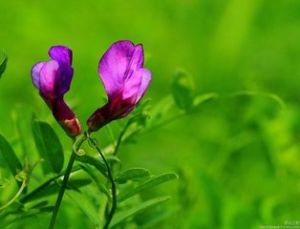 短序大野豌豆 短序大野豌豆