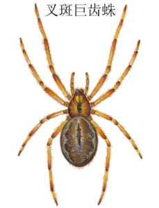 叉斑巨齒蛛