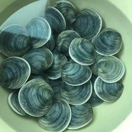 藍面鏡蛤