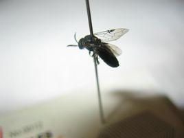 浙江黑松葉蜂 浙江黑松葉蜂