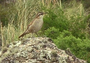 海濱抖尾地雀 海濱抖尾地雀